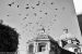Birds fleeing a cupola