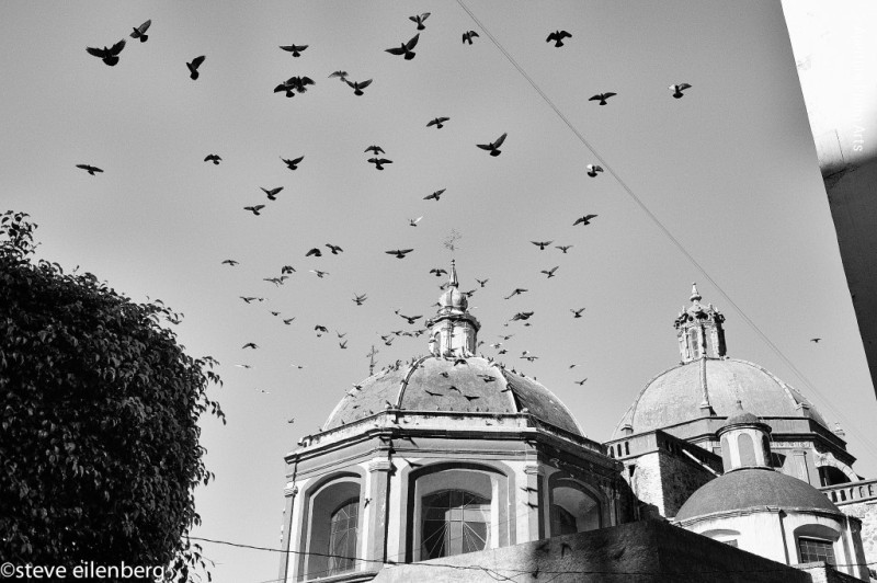 Guanajuato Mexico, birds, flying birds, pidgeons, church, cupola