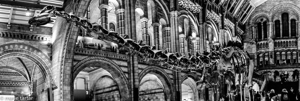 Dinosaur skeleton fills the entrance to London's Natural History Museum