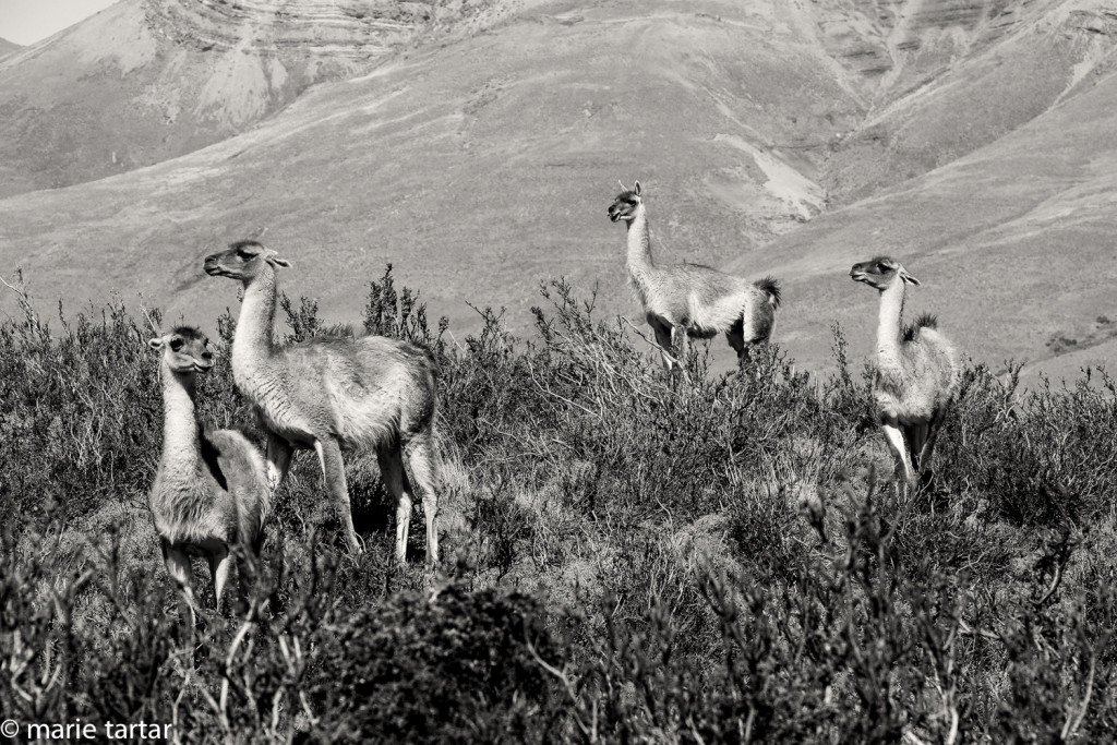 Guanacos in Torres del Paine National Park in Chile