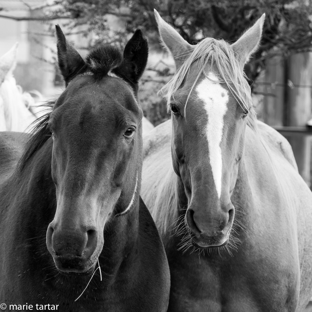 Patagonian horses