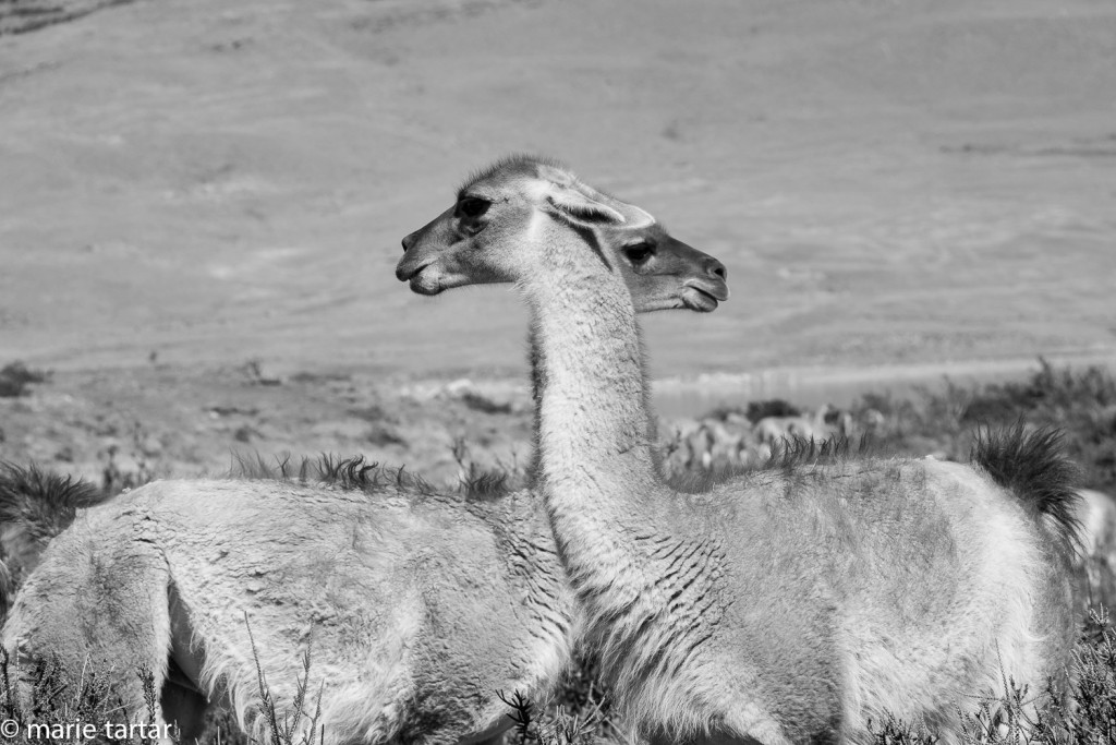 A very rare creature, the push me-pull you guanaco