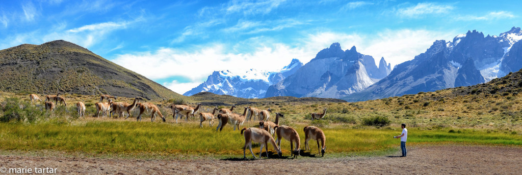 Greg the guanaco whisperer with his flock