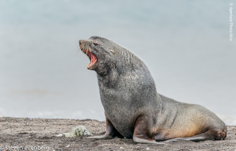 Antarctic Fur Seal At The Beach
