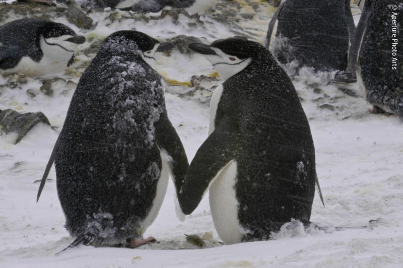 Affectionate chinstrap penguin pair, penguins holding hands, funny penguin, snow, antarctica