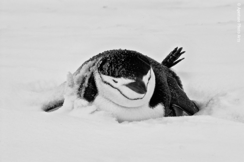 Chinstrap penguin enduring the weather on nest