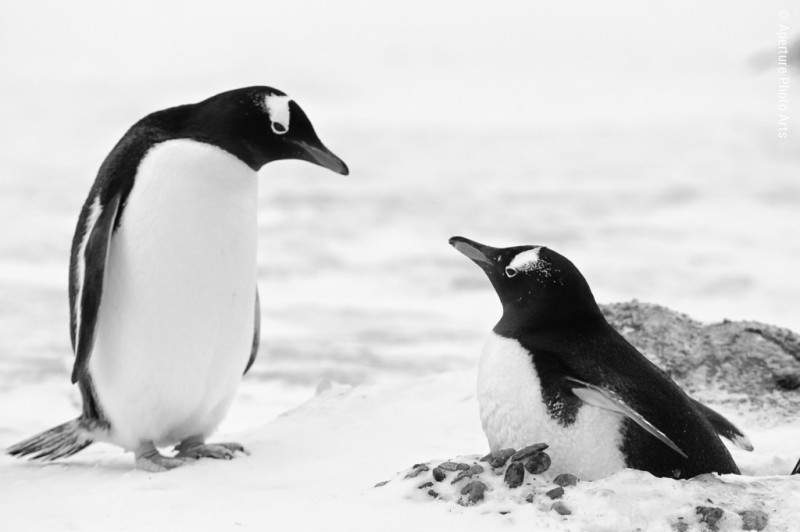 Gentoo penguin pair with nest, Antarctica