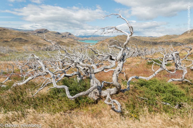 Dead Tree And Glacial Lake, Torres Del Paine