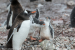 Gentoo Penguin And Lively Chick Pair