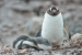 Gentoo Penguin And Pair Of Chicks