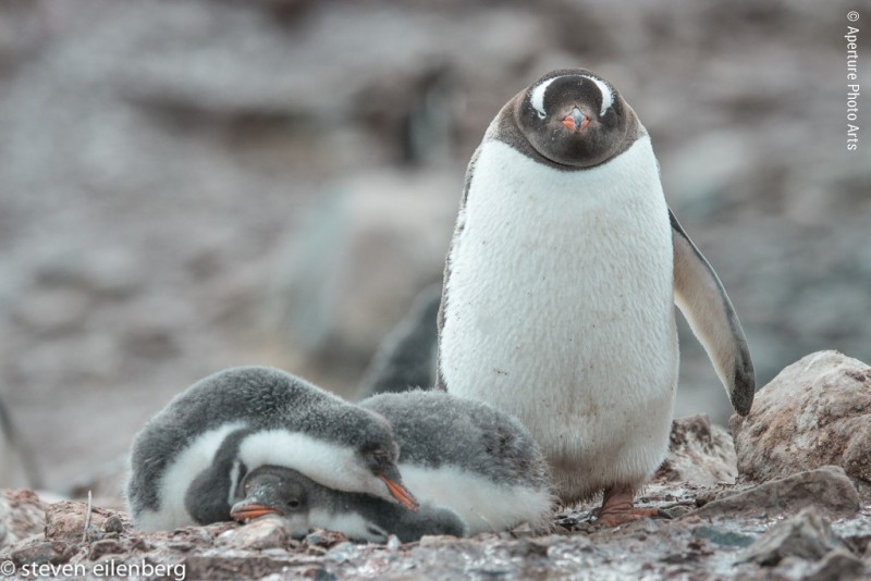 Gentoo Penguin And Pair Of Chicks
