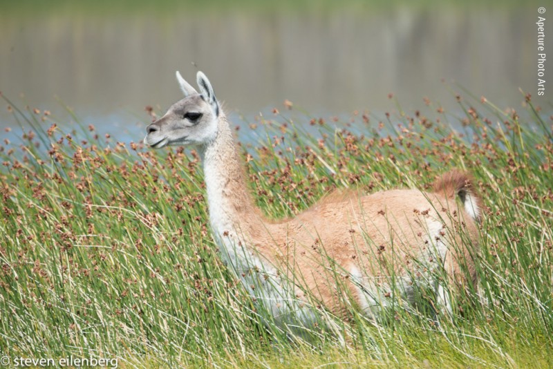 Guanaco In Tall Grass, Patagonia, Torres del Paine, Chile