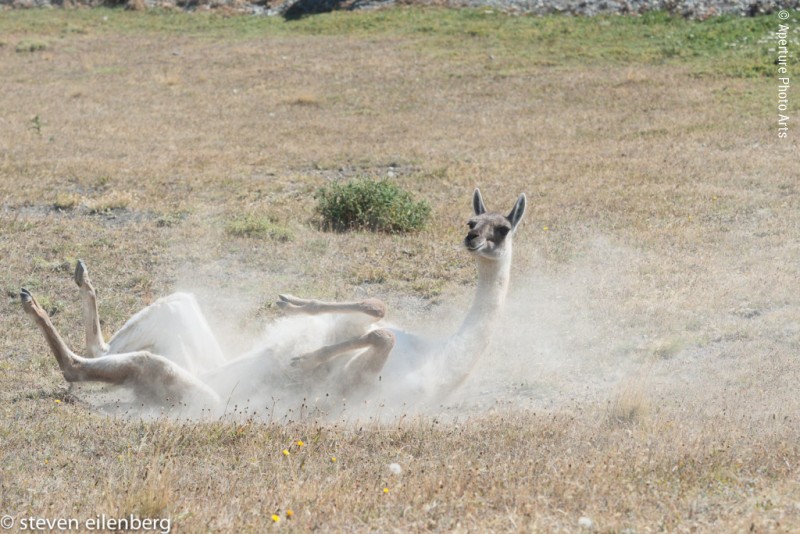 Guanaco Taking A Dust Bath, Patagonia, Animal behavior, dust, dirt, Torres del Paine