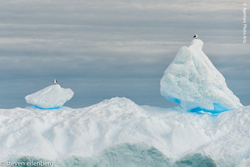 Iceberg And Two Albatrosses, antarctica