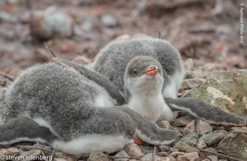 Pair Of Gentoo Penguin Chicks