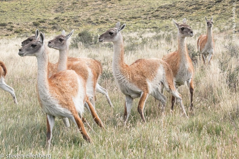 Running Guanaco’s, Guanaco, Patagonia, herd, animal behavior, Torres del Paine