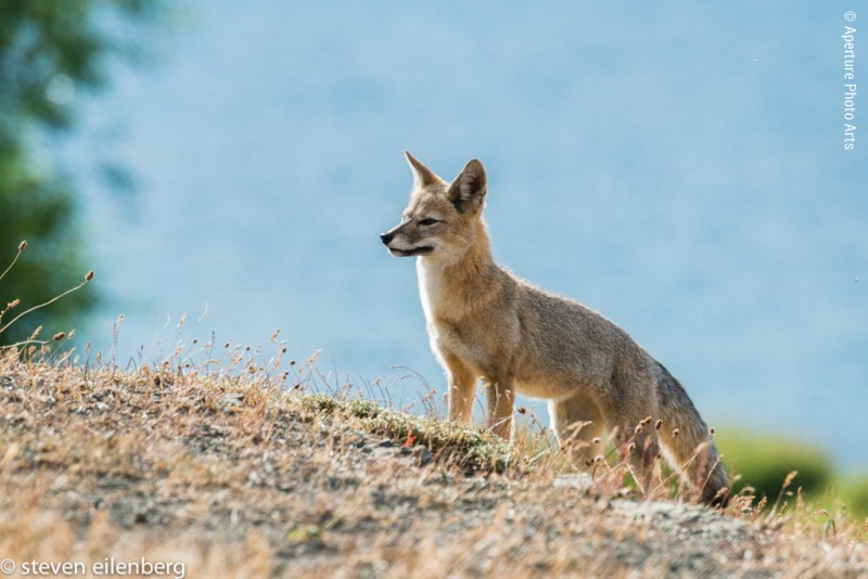 South American Gray Fox, Patagonia, Torres del Paine, chile