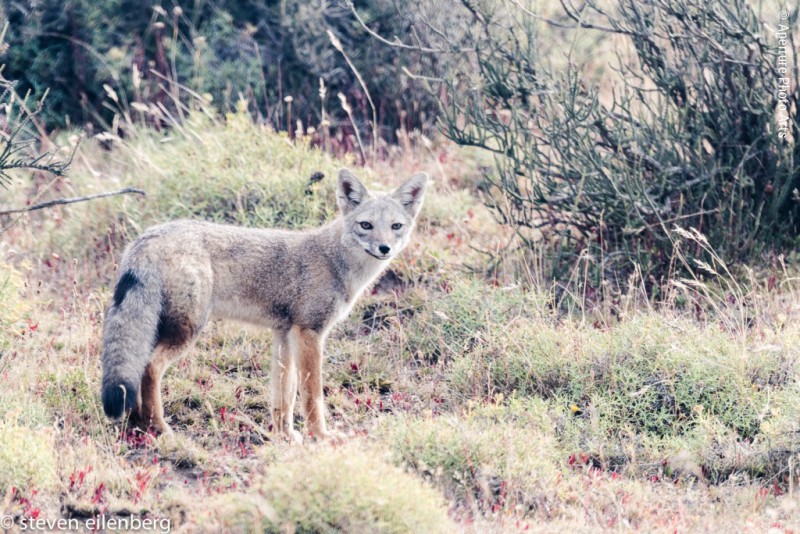 South American Gray Fox, Patagonia