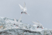 Three Arctic Terns