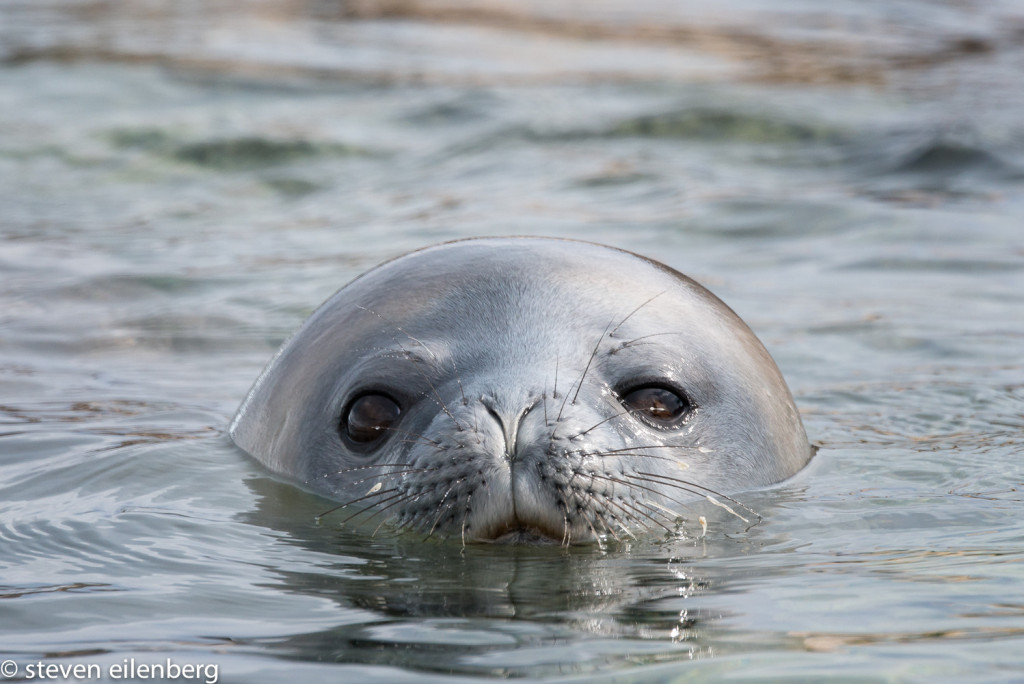 Weddell seal eyes Steve from the water off-shore, Neko Harbor