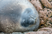 Weddell Seal Sleeping