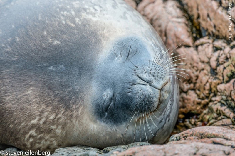 Weddell Seal Sleeping