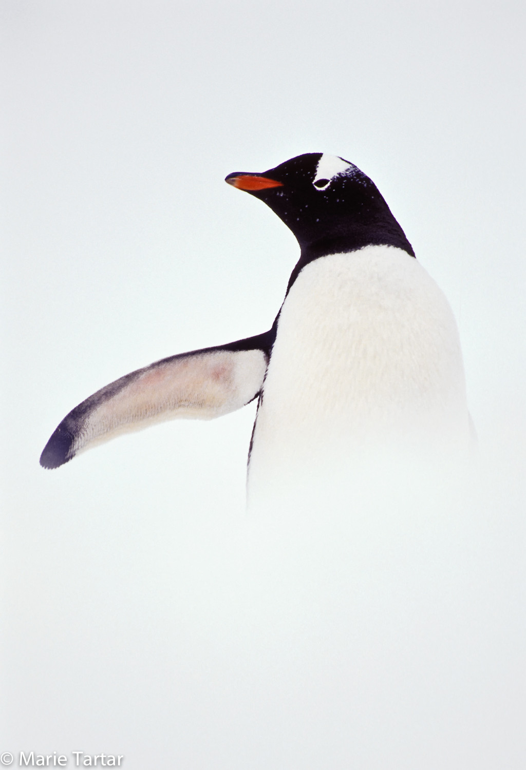 Gentoo penguin in snow in Antarctica