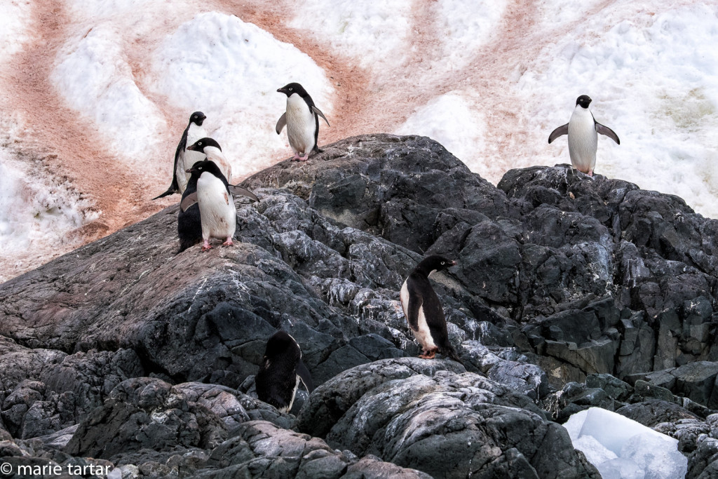 Adelie penguins on rocky shore; penguin paths to their colonies are stained red with krill