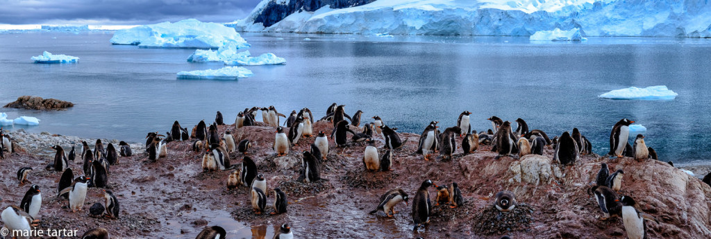 Neko Harbor landing is home to colonies of gentoo penguins