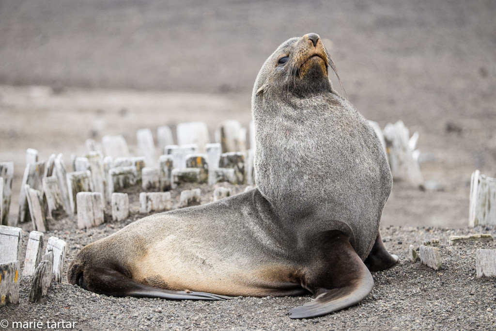 Antarctic fur seals defend their territories