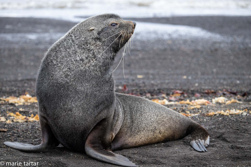 Antarctic fur seal on beach at Deception Island