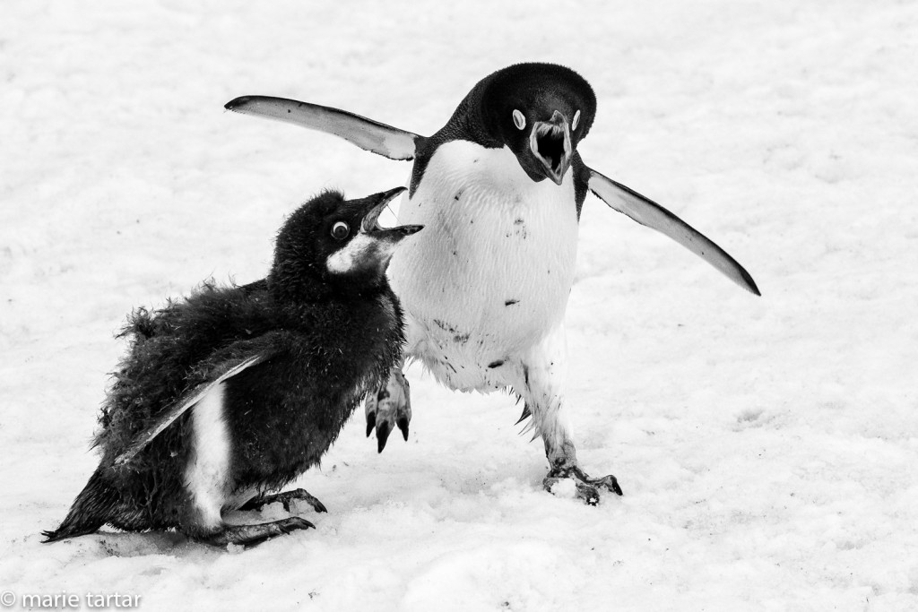 Adelie penguin and chick in Antarctica