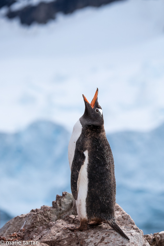 Penguins can locate their mates and chicks by their distinctive calls, even in the cacophonous midst of a colony