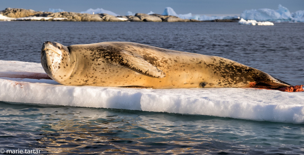 Leopard seal on icefloe (note red of krill-stained poop)
