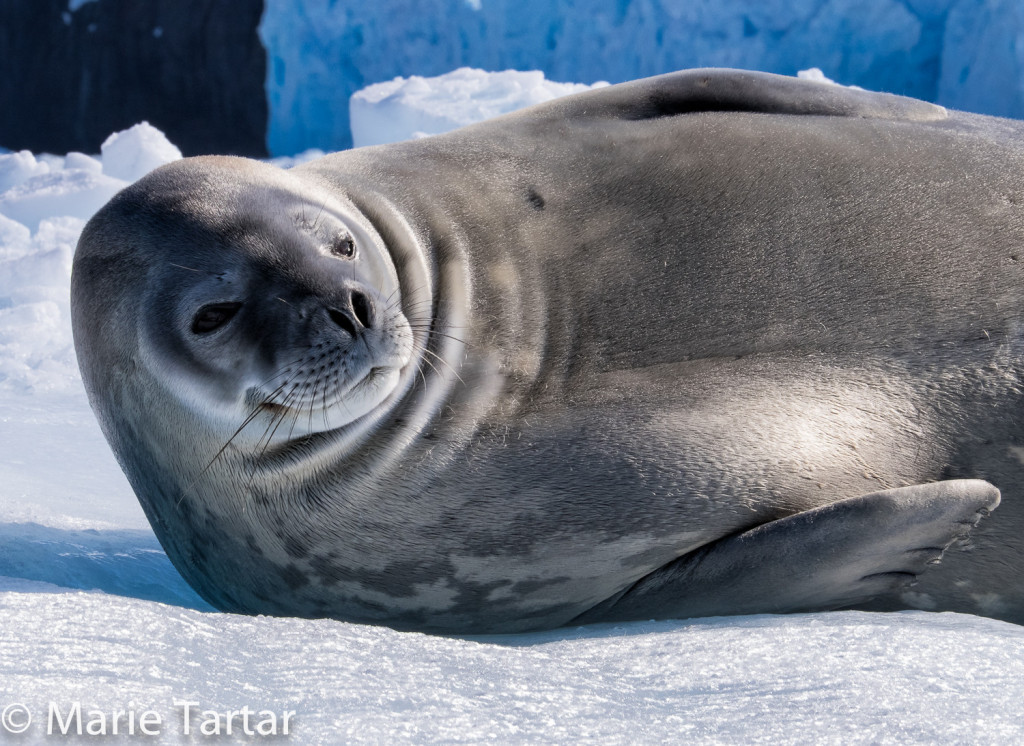 Weddell seal in Antarctica