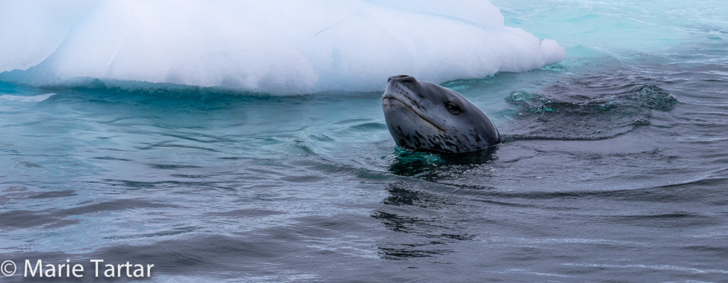 Leopard seal cruising