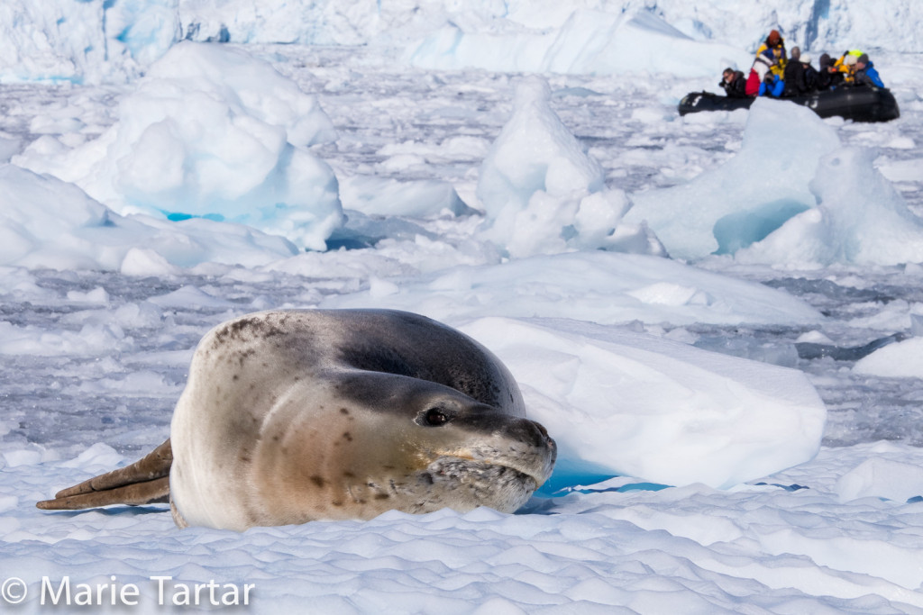 Leopard seal on ice floe