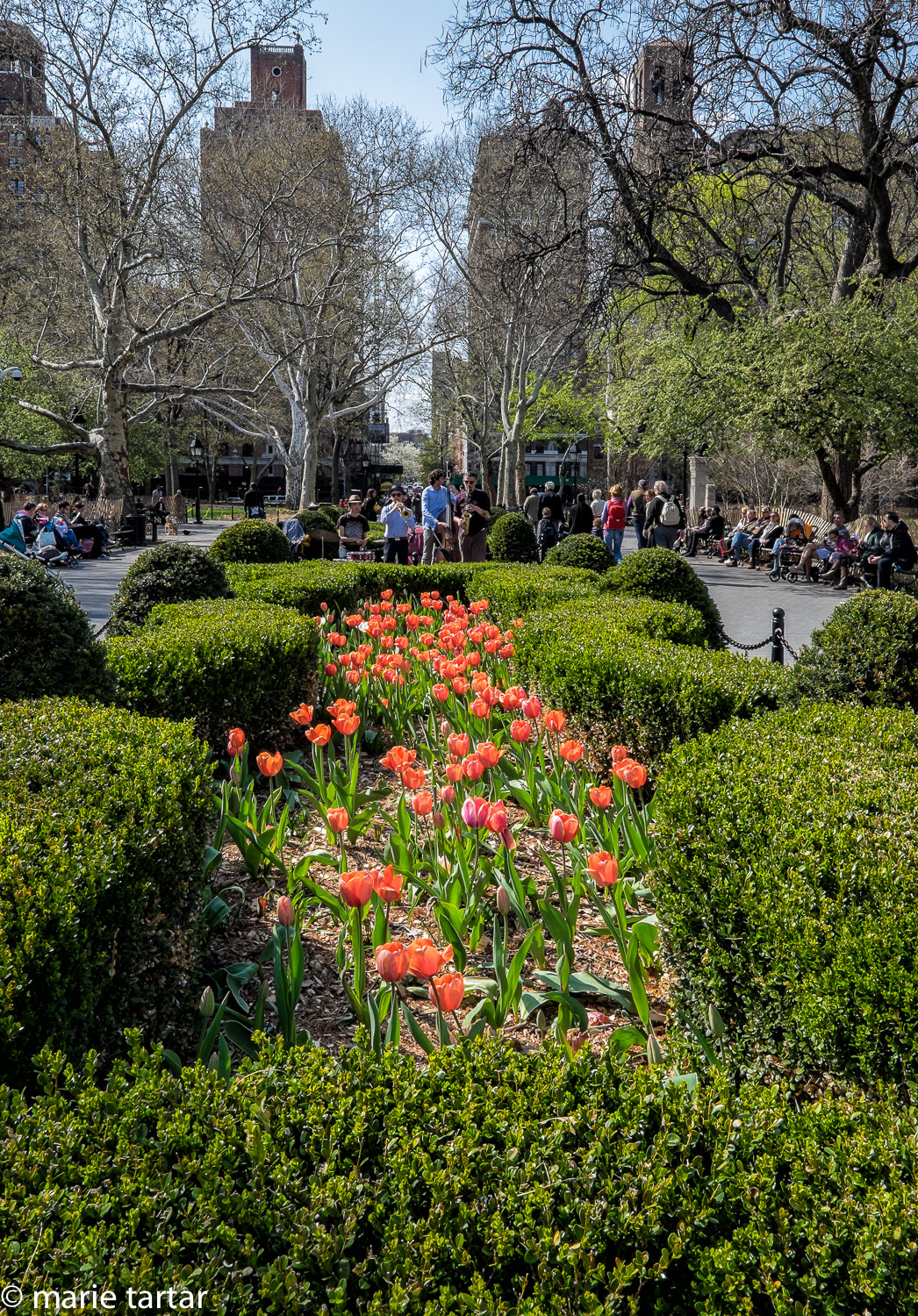 Washington Square Park decked out in spring color, with beds of tulips.