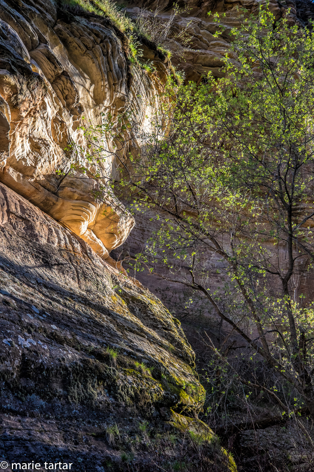 Walnut Canyon in Flagstaff, Arizona