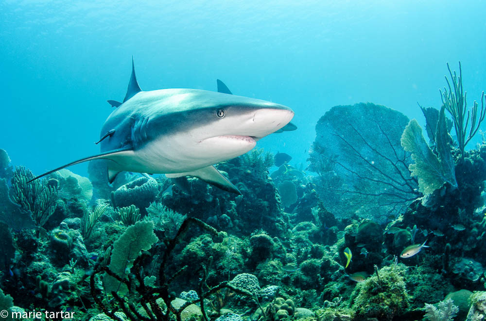 Caribbean reef shark cruises close to the reef