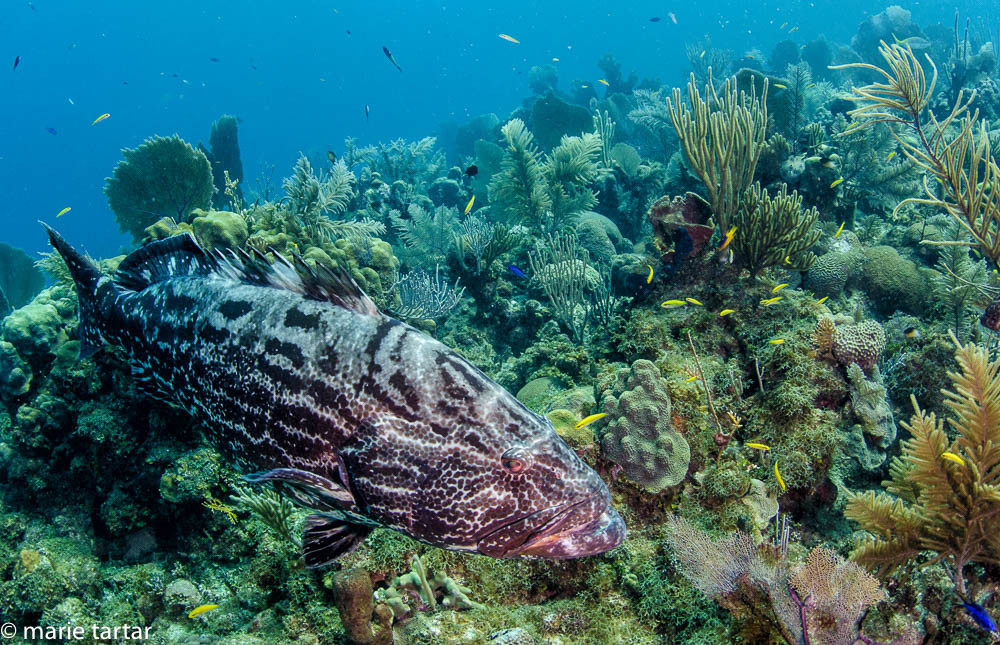 Sizable Nassau grouper, rare in other parts of the Caribbean, are plentiful in Jardines de la Reina