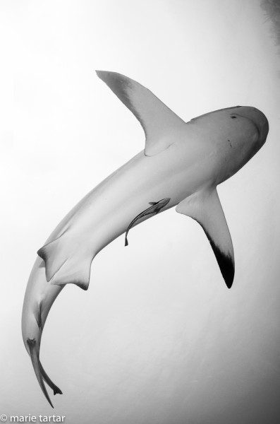 Caribbean reef shark in Jardined de la Reina in Cuba