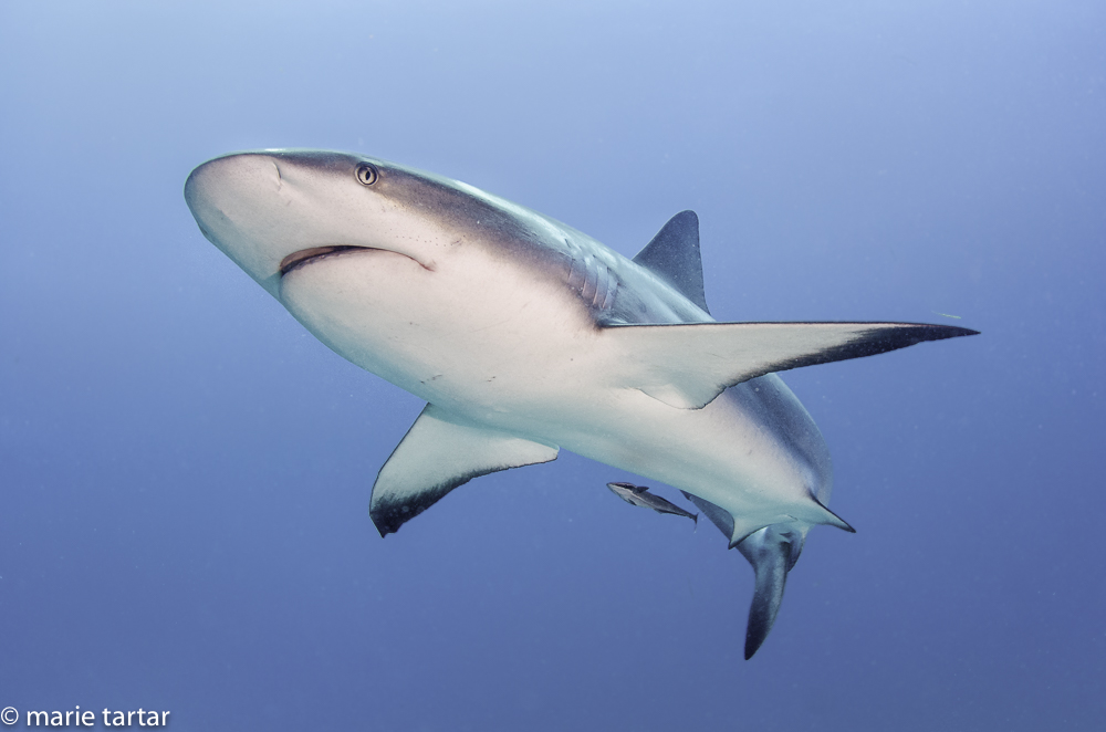Caribbean reef shark in Cuba's Jardines de la Reina national park