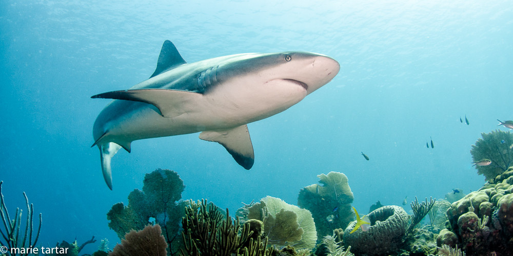 Caribbean reef sharks are plentiful in Jardines de la Reina (Gardens of the Queen), in southern Cuba