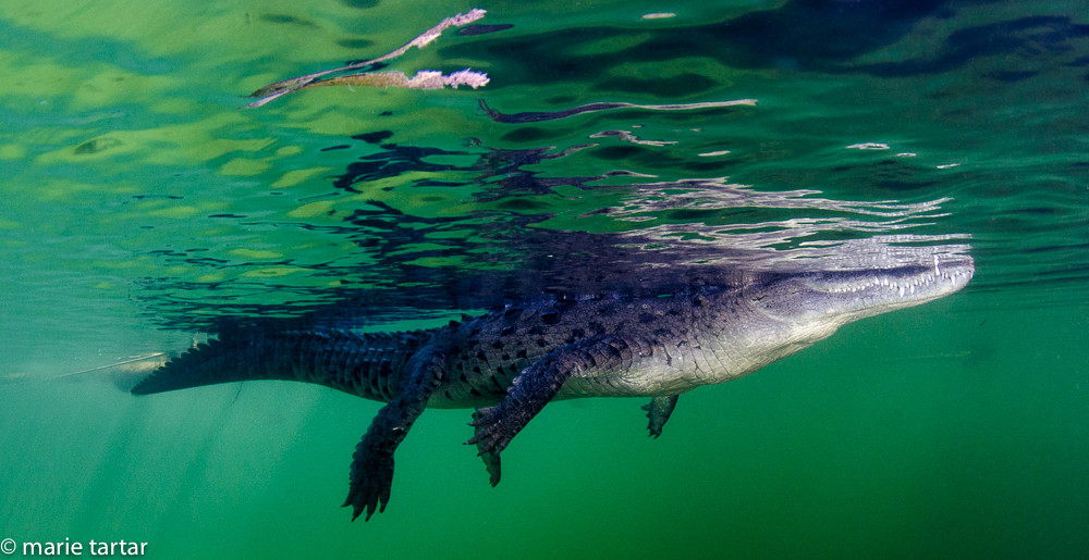 Salt water crocodiles also reside in Jardines de la Reina