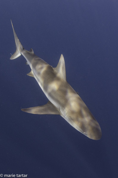 Silky shark in Jardined de la Reina in Cuba