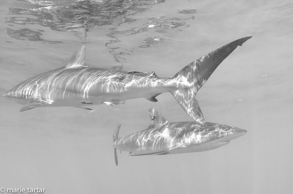 Silky sharks at the surface