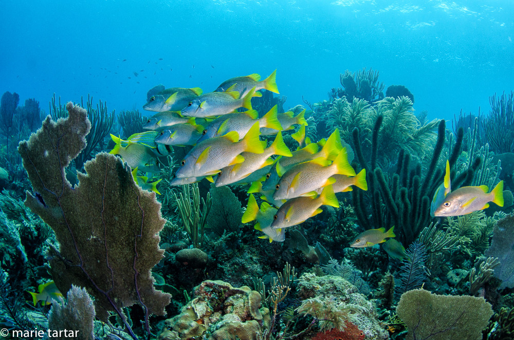 Carribean reef scene