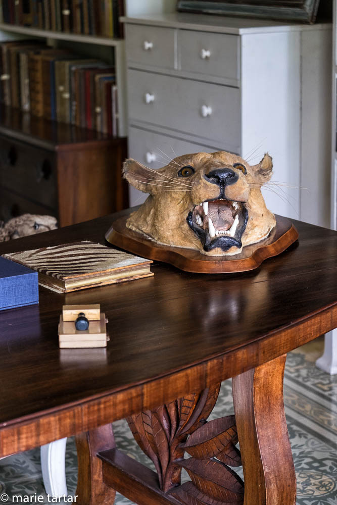 Desk with taxidermied animal head at Hemingway house museum near Havana