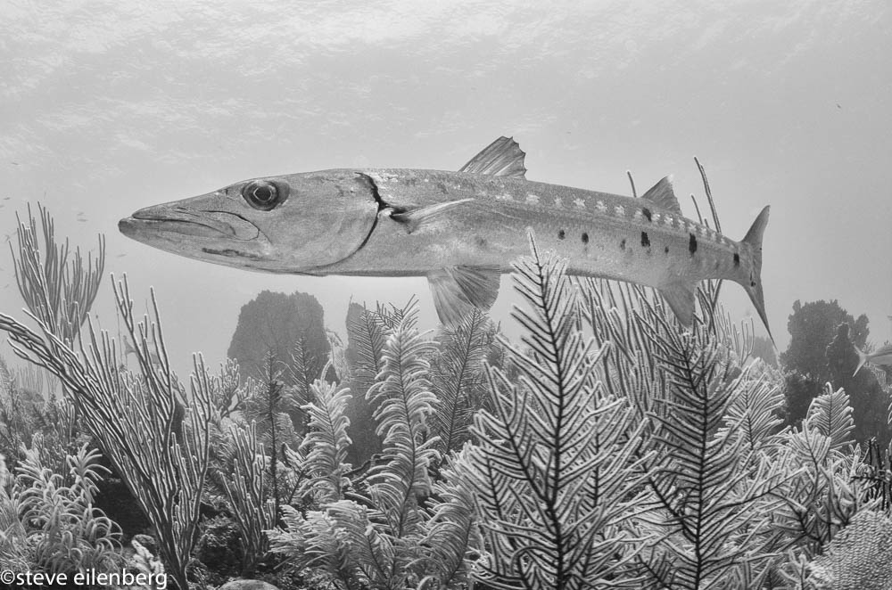 Barracuda in Jardines de la reina, Cuba